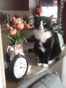 Katzenpension Felina Fahrenzhausen