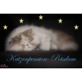 Katzenpension-Potsdam Potsdam