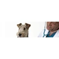 Logo Kay Opiela Tierarzt