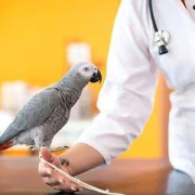 Kerstin Schäfer ganzheitliche Tierphysiotherapie Ibbenbüren