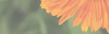 Logo Kerstin Wolf &Auml;rztin f&uuml;r Naturheilverfahren