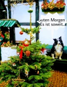 Frohe Weihnachten, wünschen Gisela &amp; Peter, mit Tommy