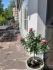 Logo Kilinc Syfi Blumen Welt