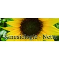 Kinesiologie Ute Giesecke Bockenem