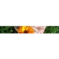 Logo Henze, Kirsten