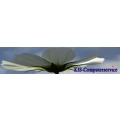 Logo KIS Computerservice