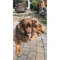 Klaudia Schwarz Hundesalon Schermbeck