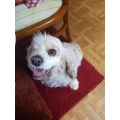 Klauspeter Behrendt Hundesalon Tiffany Fachbach