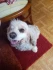 Logo Klauspeter Behrendt Hundesalon Tiffany