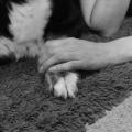 Kleintierbestattung Fischer Freital