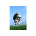 Kleintierpraxis Bad Rodach Schunk P. Dr.med.vet. Bad Rodach