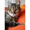 Klusacsek Katrin Dr. med. ved. Tier&auml;rztin Bremen
