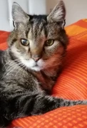 Klusacsek Katrin Dr. med. ved. Tierärztin Bremen
