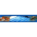 Logo Koi Dreams