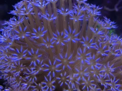 Top Korallen