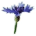 Logo Kornblume