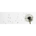 Logo Beautylounge Bachmann