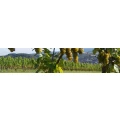 Logo Kuckuckshof - &Ouml;kologisches Weingut