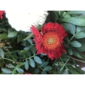 Kuhlmann GbR Blumenhaus Herborn