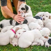Labrador Retriever vom Örtzetal Hermannsburg