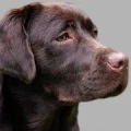 Logo Labrador v. J&uuml;ttwang