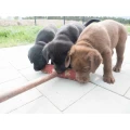 Liebevoll mit ganz viel Herz wachsen unsere Welpen inmitten der Familie auf &hearts;
