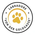 Labradorzucht Von der Goldgasse K&ouml;nigsberg