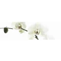 Logo Lammert Blumen