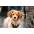Logo learn together - faires Hundetraining