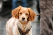 Logo learn together - faires Hundetraining
