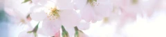 Logo Lebens- und Bach-Blüten-Beratung