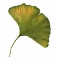 Logo Ina Sch&auml;del Krakenpflege