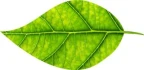 Logo Log5Group GmbH