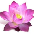 Logo Lotus Restaurant Meldorf
