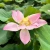 Logo Lotus Thaimassage (woman only)