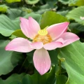Lotus Thaimassage (women only) Lauenburg