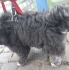 Logo Lucky Dog Hundefriseur