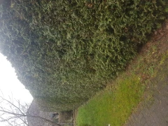 M.m Gartenpflegedienst Kaltenkirchen