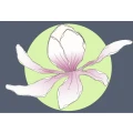 Magnolia lebendige G&auml;rten Wertingen