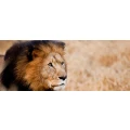 Logo Makutsi Safaris Farm