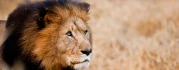 Logo Makutsi Safaris Farm