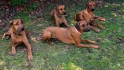 Logo Malkia wa Kiburi - Rhodesian Ridgeback Zucht (VDH)