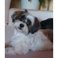 Manuela Heldmann Hundesalon M&uuml;hltal