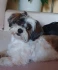 Logo Manuela Heldmann Hundesalon