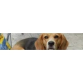Logo Manuela Tiedemann - Hundepension Beverstedt