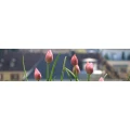 Logo mareg-markt und region