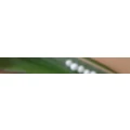 Logo Maria B&uuml;chl Heilpraktikerin, klassische Hom&ouml;opathin, Hebamme