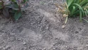 Logo Mario Thör Garten- und Landschaftsbau