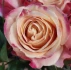 Logo Marlene Mallmann Pflanzen Blumen und Zubehör