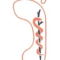 Logo Ro&szlig;, Martina